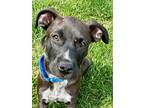 Adopt Teddy a Black - with White Labrador Retriever / Pit Bull Terrier / Mixed