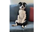 Adopt Toby a Black - with White Boxer / Mixed dog in San Jose, CA (41393168)
