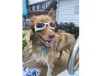 Adopt Cooper a Tan/Yellow/Fawn - with White Australian Shepherd / Mixed dog in