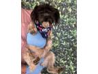 Adopt Elphaba a Black - with White Schnauzer (Miniature) / Mixed Breed (Medium)