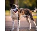 Adopt Grey a Tricolor (Tan/Brown & Black & White) Hound (Unknown Type) / Pointer