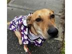 Adopt Spaghetti - Awesome Friend a Labrador Retriever / Whippet / Mixed dog in