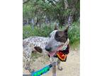 Adopt Ryder ***Guardian Angel*** a Merle Australian Cattle Dog / Bull Terrier /
