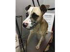 Adopt Jax a Tan/Yellow/Fawn Catahoula Leopard Dog / Mixed Breed (Medium) / Mixed