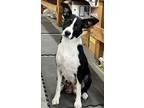 Adopt Kalua a Border Collie / Mixed Breed (Medium) / Mixed dog in Heber