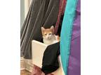 Adopt Ginger a Orange or Red (Mostly) American Bobtail / Mixed (short coat) cat