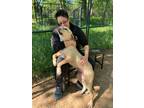 Adopt Lullaby a Brindle American Pit Bull Terrier / Mixed Breed (Medium) / Mixed