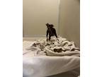 Adopt Shadow a Brindle Miniature Pinscher / Mixed Breed (Medium) / Mixed (short