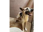 Adopt tri shepherd a White German Shepherd Dog / Mixed Breed (Medium) / Mixed