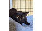 Adopt black a All Black Domestic Shorthair / Mixed Breed (Medium) / Mixed (short