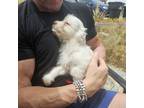 Adopt Angel a White Poodle (Miniature) / Westie, West Highland White Terrier /