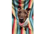 Adopt Neo a Brindle American Staffordshire Terrier / Mixed Breed (Medium) /