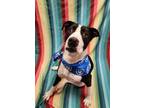 Adopt Gustavo a Black American Staffordshire Terrier / Mixed Breed (Medium) /
