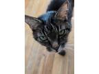 Adopt Watchout a Gray or Blue Domestic Mediumhair / Mixed Breed (Medium) / Mixed