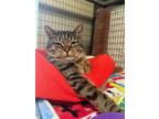Adopt Spaghetti Joe a Brown Tabby Domestic Shorthair / Mixed Breed (Medium) /