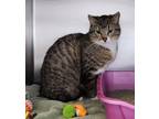 Adopt Disney a Brown Tabby Domestic Shorthair / Mixed Breed (Medium) / Mixed