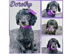 Adopt Dorothy a Gray/Blue/Silver/Salt & Pepper Miniature Poodle / Mixed dog in