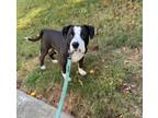 Adopt Astro a Black - with White American Staffordshire Terrier / Mixed dog in