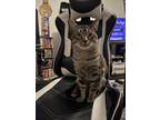 Adopt Luxor a Brown Tabby American Shorthair / Mixed (medium coat) cat in