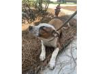 Adopt Snickers a Foxhound / Mixed dog in Charleston, SC (41043977)