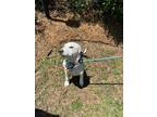 Adopt Andes a Foxhound / Mixed dog in Charleston, SC (41043972)