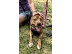 Adopt Peanut Brittle a Brindle American Pit Bull Terrier / Plott Hound / Mixed