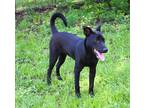 Adopt Joseph a Labrador Retriever / American Pit Bull Terrier / Mixed dog in