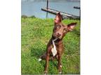 Adopt Millie a Husky / American Pit Bull Terrier / Mixed dog in Gold Beach