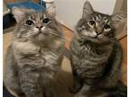 Adopt Percy & Prince a Gray, Blue or Silver Tabby Maine Coon / Mixed (long coat)