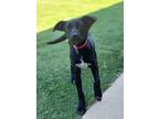 Adopt Quest a Black - with White Labrador Retriever / Hound (Unknown Type) /