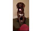 Adopt Browser a Black - with White Plott Hound / Mixed dog in Thornwood