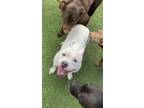 Adopt Harley a White American Staffordshire Terrier / Mixed dog in Orange Park