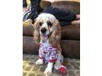 Adopt Julio a White - with Tan, Yellow or Fawn Cocker Spaniel / Mixed dog in