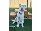 Adopt Baby a Labrador Retriever / Mixed dog in Columbia, IL (41297759)