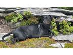 Adopt Nirvana a Black - with Brown, Red, Golden, Orange or Chestnut Doberman