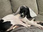 Adopt Bubba a Merle Pointer / Mixed dog in Las Vegas, NV (41392773)