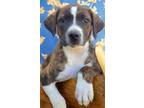 Adopt Ewok a Mountain Cur / Australian Cattle Dog / Mixed dog in El Dorado