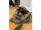 Adopt Lorax a Black - with Tan, Yellow or Fawn Border Terrier / Terrier (Unknown