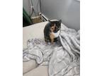 Adopt Gamora and Nebula they are sisters a Orange or Red Tabby Calico / Mixed