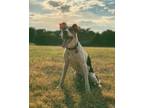 Adopt Colter a Black - with White Border Collie / Blue Lacy/Texas Lacy / Mixed