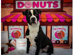 Adopt Cutie Boy a Black American Staffordshire Terrier / Mixed Breed (Medium) /
