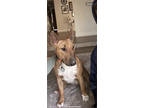 Adopt Maxi a Tan/Yellow/Fawn Bull Terrier / Mixed Breed (Medium) / Mixed (short