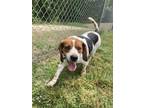 Adopt Bo a Brown/Chocolate Mixed Breed (Medium) / Mixed Breed (Medium) / Mixed