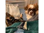Adopt Jasper a Tortoiseshell Domestic Mediumhair / Mixed (medium coat) cat in