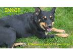 Adopt INDIE a Black - with Tan, Yellow or Fawn Australian Kelpie / Mixed dog in
