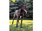 Adopt Raja a Black - with White Husky / Doberman Pinscher / Mixed dog in