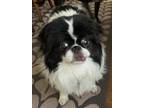 Adopt Freddie a Japanese Chin / Mixed dog in Uwchlan, PA (41392489)