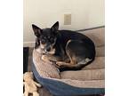Adopt Lexie a Brown/Chocolate - with White German Shepherd Dog / German Shepherd