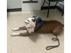 Adopt King a Red/Golden/Orange/Chestnut - with White American Pit Bull Terrier /