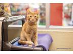 Adopt Maximus a Abyssinian (short coat) cat in Fresno, CA (41354202)